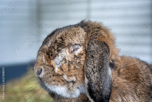 Rabbit with an infected eye. Cause is Encephalitozoon cuniculi, a microsporidial parasite. An infection that can affect the kidneys, eyes, and nervous systems of bunnies. photo