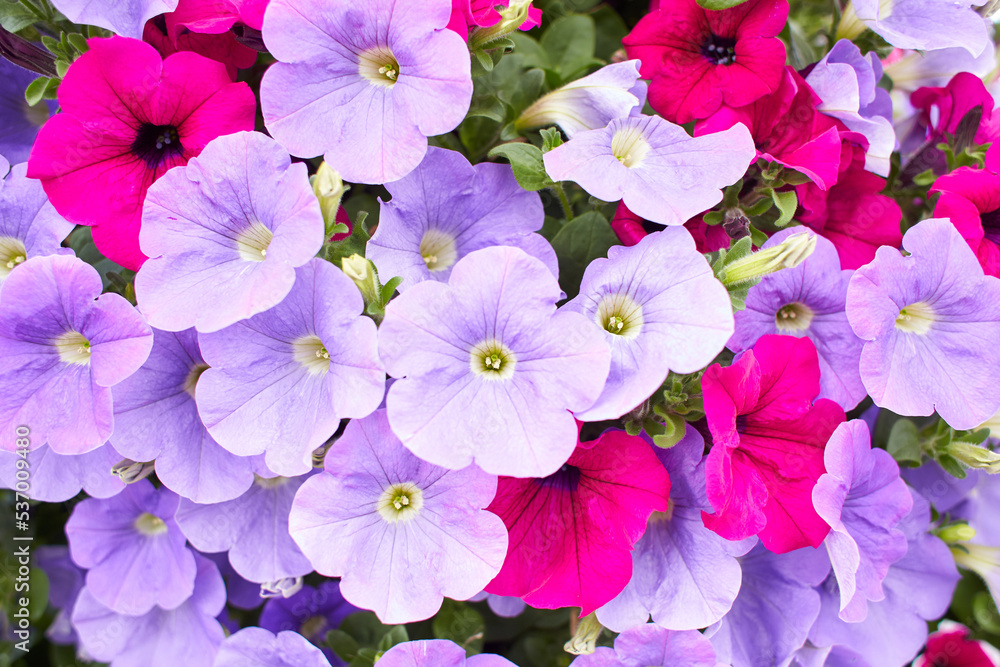 Petunia Night Sky, purple, pink, white, red, violet spotted flowers in a display of mixed petunias Petunia with hybrids