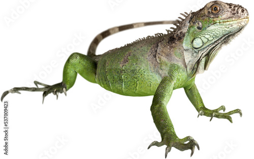 Big green Iguana Reptile isolated on white
