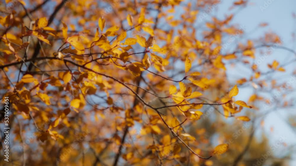 Autumn leaves on tree branches slowly swaying in the wind. Seasons changing concept. Slow motion, close up, dolly shot. Autumn leaves on tree branches slowly swaying in the wind. Seasons changing concept. Slow motion, close up, dolly shot.