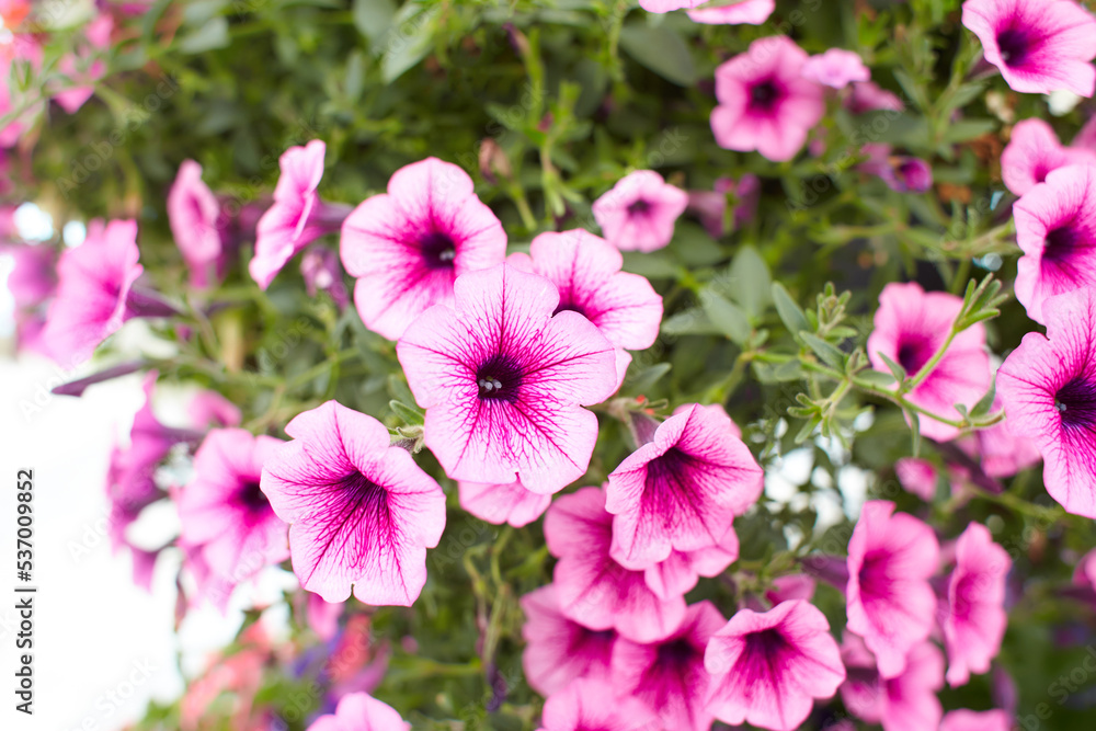 Petunia Night Sky, purple, pink, white, red, violet spotted flowers in a display of mixed petunias Petunia with hybrids Petunia Night Sky, purple, pink, white, red, violet spotted flowers in a display of mixed petunias Petunia with hybrids