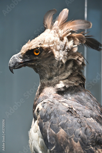 Obraz na płótnie American harpy eagle taxidermy objects