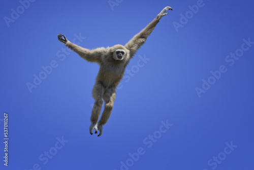 Jumping lar gibbon or white-handed gibbon  Hylobates lar   South-East Asia