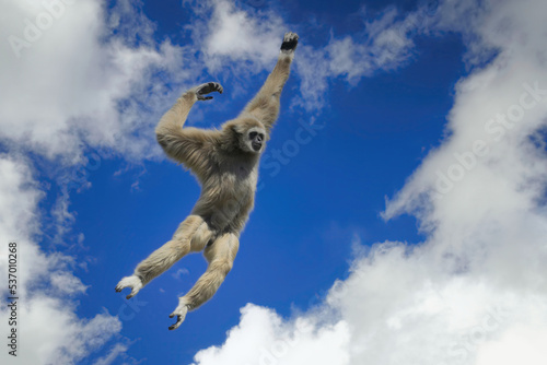 Photography Jumping lar gibbon or white-handed gibbon (Hylobates lar), South-East Asia
