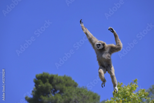Jumping lar gibbon or white-handed gibbon (Hylobates lar), South-East Asia photo