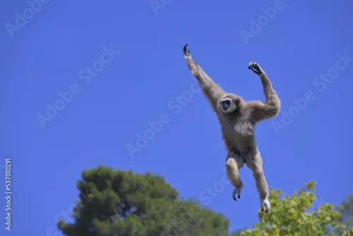 Obraz Jumping lar gibbon or white-handed gibbon (Hylobates lar), South-East Asia