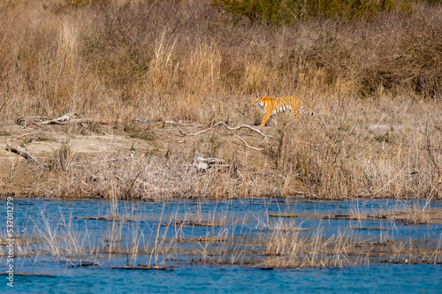 wild female tiger or panthera tigris tigris strolling in her territory near ramganga river at dhikala zone of jim corbett national park uttarakhand india asia photo