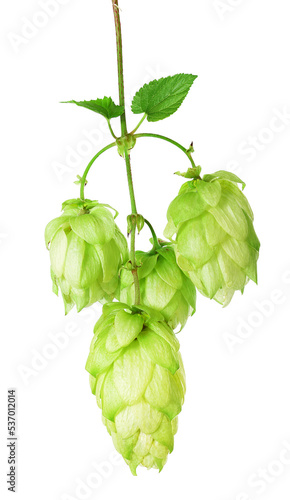 Branch with ripe hop cones, isolated	 photo