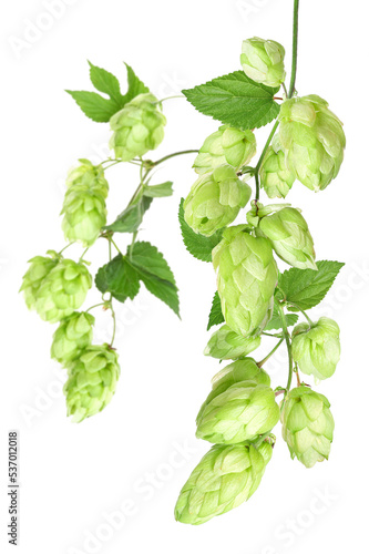 Branch with ripe hop cones, isolated	