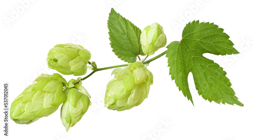 Branch with ripe hop cones, isolated	 photo