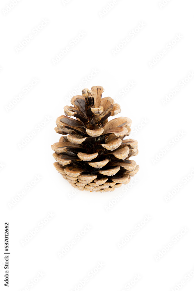 Pine cone in front of white background, isolated Pine cone in front of white background, isolated