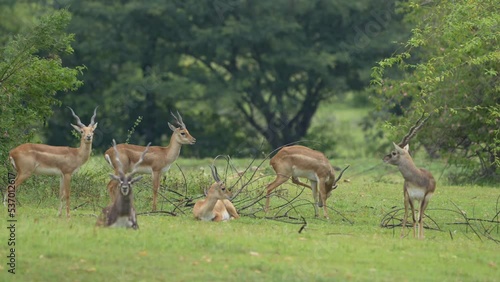 blackbuck (Antilope cervicapra), also known as the Indian antelope from Jayamangali Blackbuck Conservation Reserve