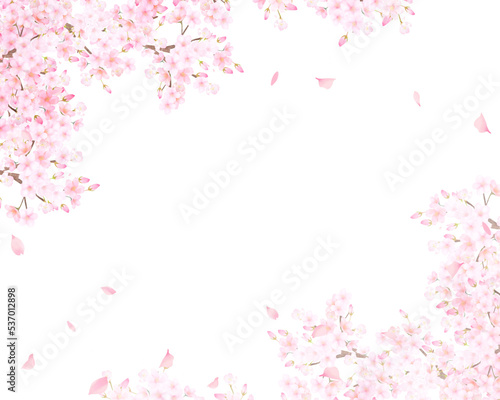 美しく華やかな満開のピンク色の桜のアーチと花びら舞い上がる春の白バックフレームベクター素材イラスト