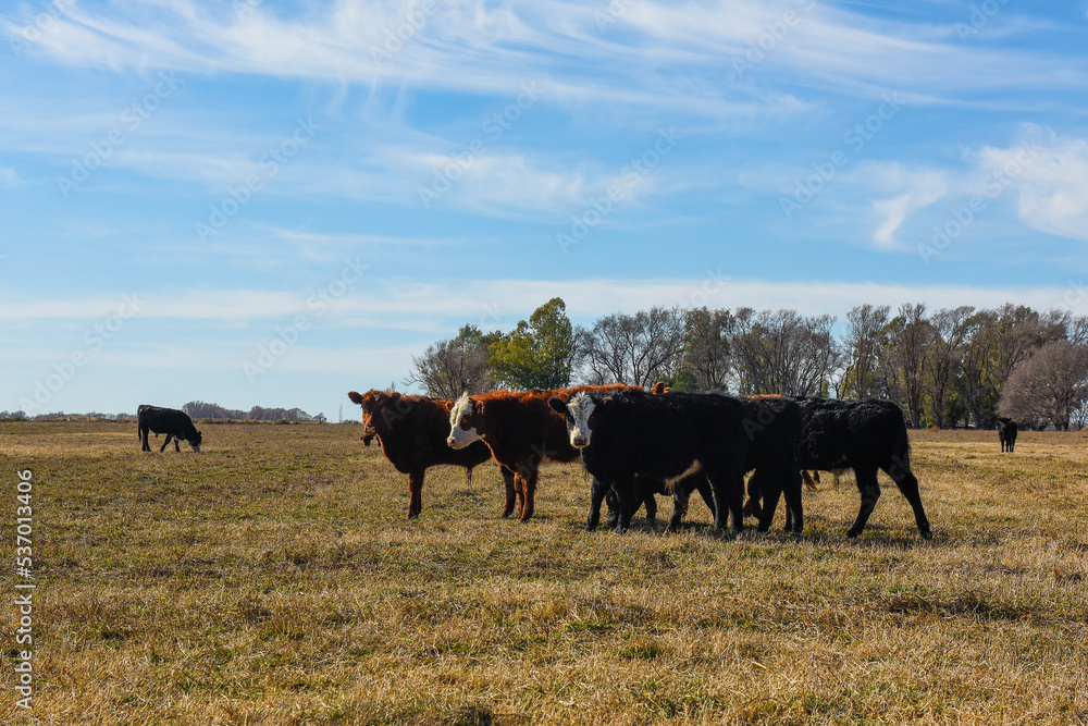 Cows grazing in the field, in the Pampas plain, Argentina Cows grazing in the field, in the Pampas plain, Argentina