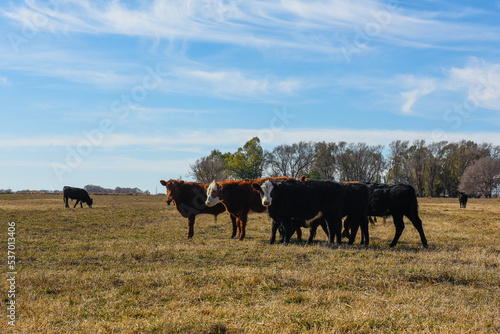 Fototapeta Naklejka Na Ścianę i Meble -  Cows grazing in the field, in the Pampas plain, Argentina