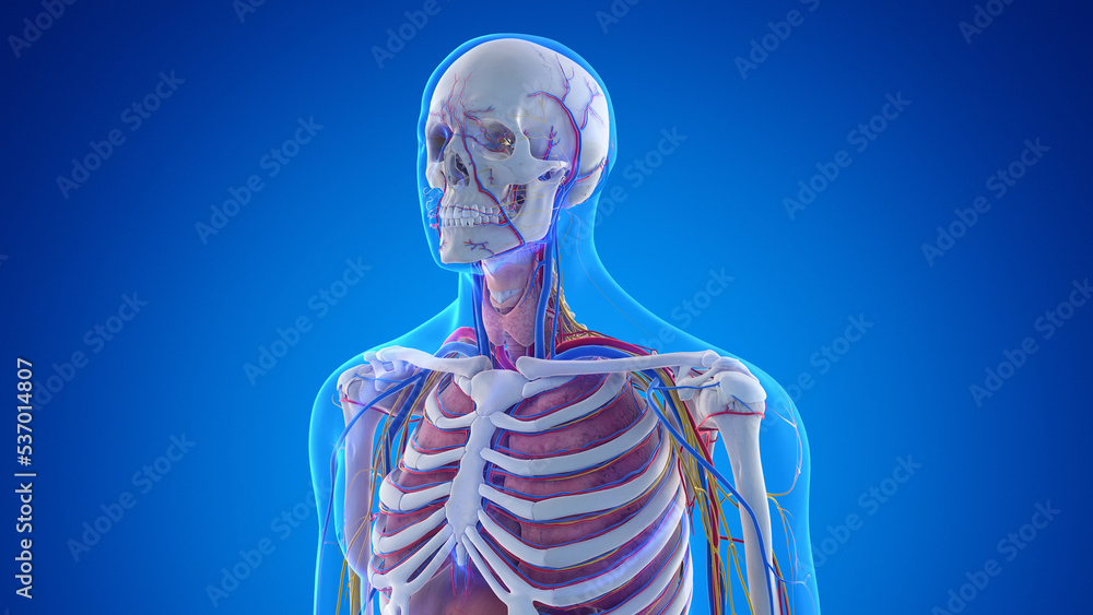 3d rendered medical illustration of the male upper body anatomy 3d rendered medical illustration of the male upper body anatomy