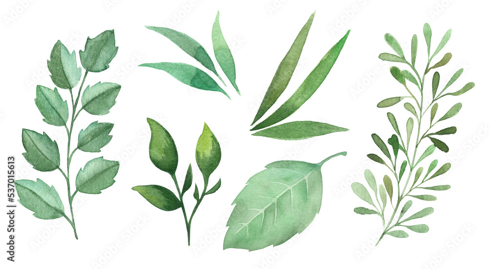 Watercolor hand painted greenery leaves set isolated elements on the tranparent background. Floral illustration.
