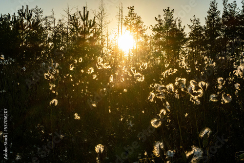 Milkweed in the sunset photo