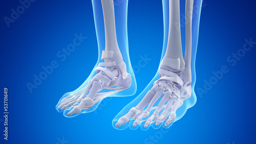 3d rendered medical illustration of the bones and ligaments of the feet