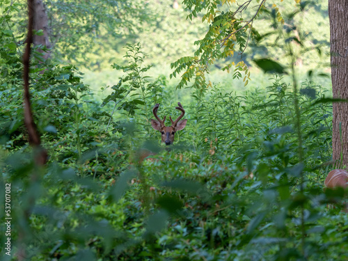 Deer in Velvet © J.Joe.Foto