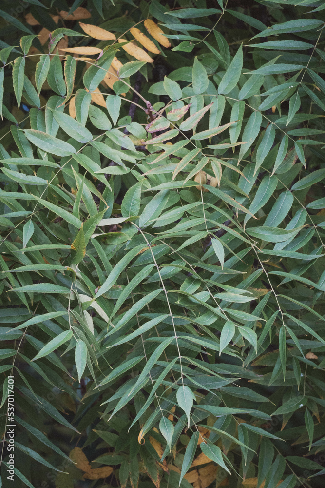 Green leaves Green leaves