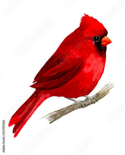 red cardinal on a branch