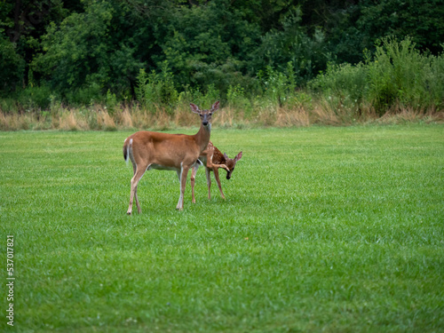 Fawn with Doe