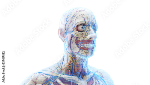 Fototapeta Naklejka Na Ścianę i Meble -  3d rendered medical illustration of the anatomy of a male head