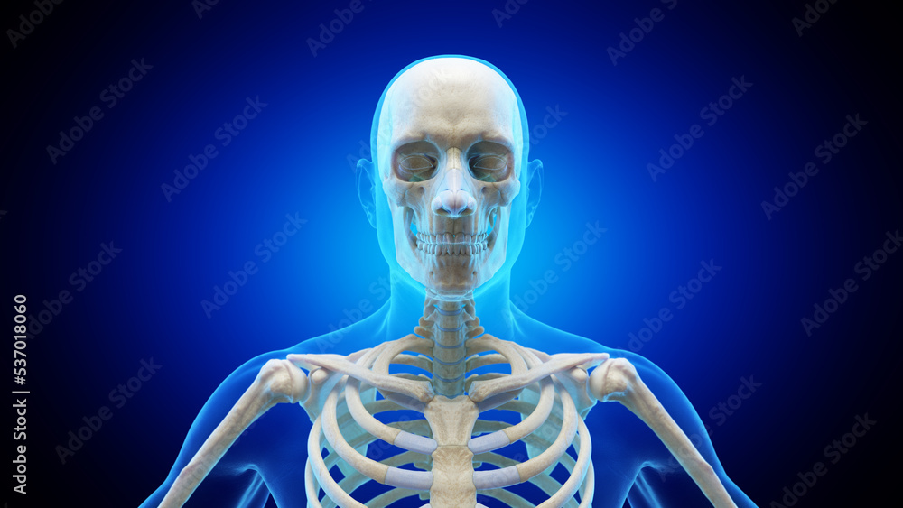 3d rendered medical illustration of the bones of the head and neck 3d rendered medical illustration of the bones of the head and neck