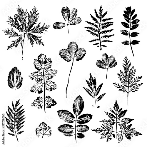 Set of leaves of field grasses in different shapes. Ink texture leaf print isolated on white background. Natural elements for eco design.