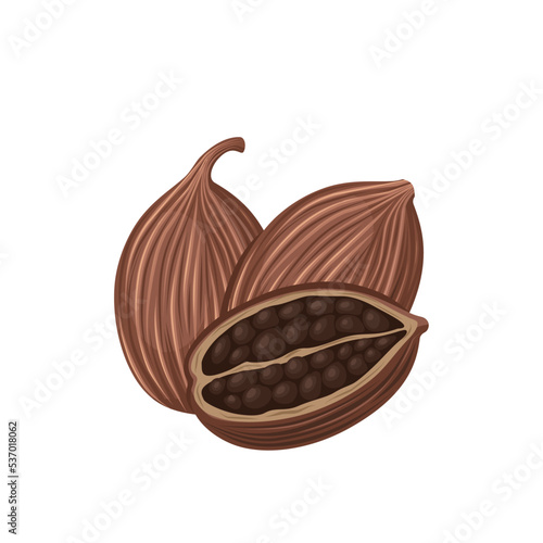 Vector illustration, dried black cardamom, isolated on white background. photo