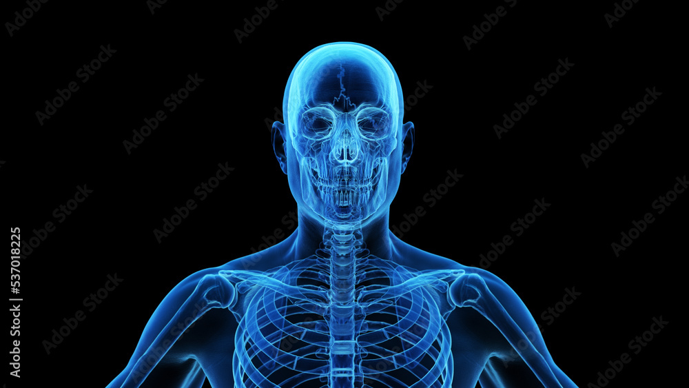 3d rendered medical illustration of the bones of the head and neck 3d rendered medical illustration of the bones of the head and neck