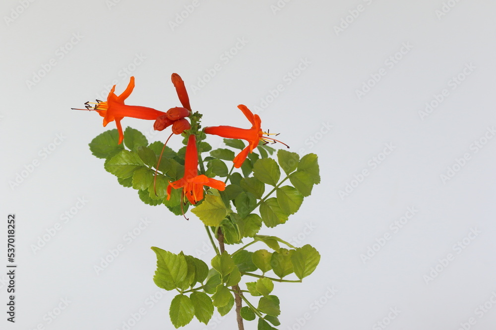 Campsis radicans, the trumpet vine, yellow trumpet vine, or trumpet