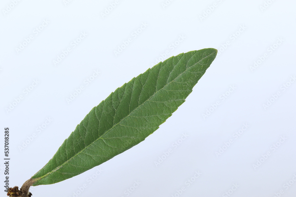 Fototapeta premium isolated loquat leaf on white background