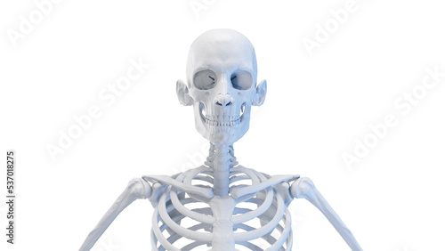 3d rendered medical illustration of a skeletal upper body
