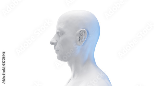 3d rendered medical illustration of a white male head