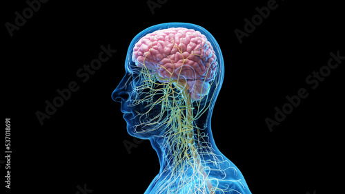 3d rendered medical illustration of the brain and head nerves of a man