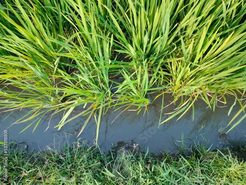 The flow of water for irrigating rice in the fields