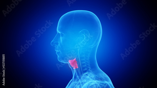 Cuadro en lienzo 3d rendered medical illustration of a mans larynx