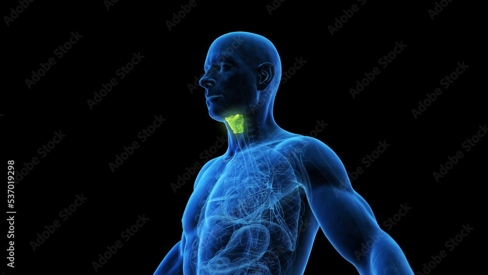 3d rendered medical illustration of a mans larynx 3d rendered medical illustration of a mans larynx