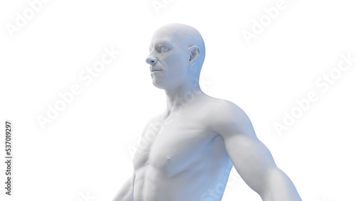 Bilde på lerret 3d rendered medical illustration of a white upper body