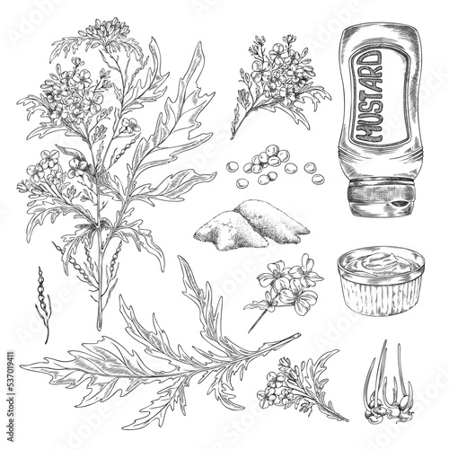 Mustard plants with leaves, dry condiment, sauce in gravy boat - sketch vector illustration isolated on white.