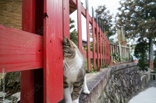 恥ずかしくて顔を隠す猫