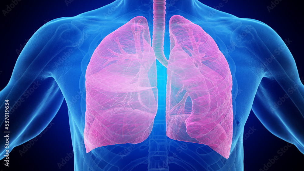 3d rendered medical illustration of an x-ray style lung 3d rendered medical illustration of an x-ray style lung