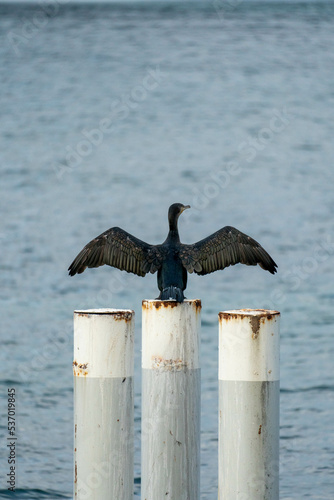 cormorant on the pier