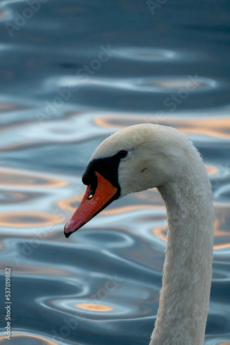 swan on water