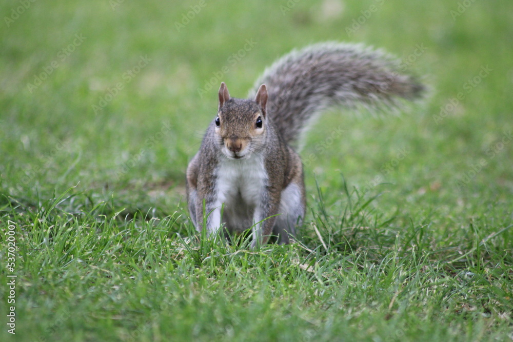 Squirrel roaming and looking for nuts in the park Squirrel roaming and looking for nuts in the park