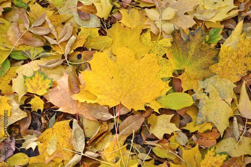 heap of yellow autumn leaves on the ground  close-up