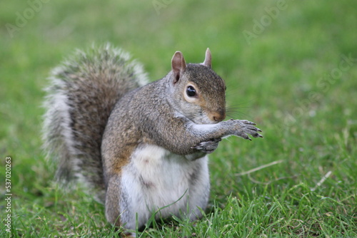 Squirrel roaming and looking for nuts in the park