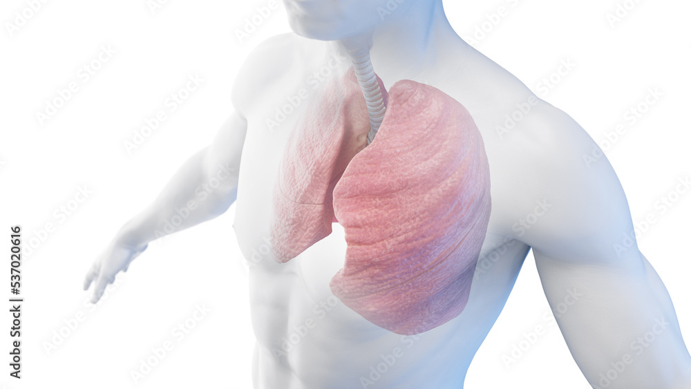 3d rendered medical illustration of the lung and trachea in a male body